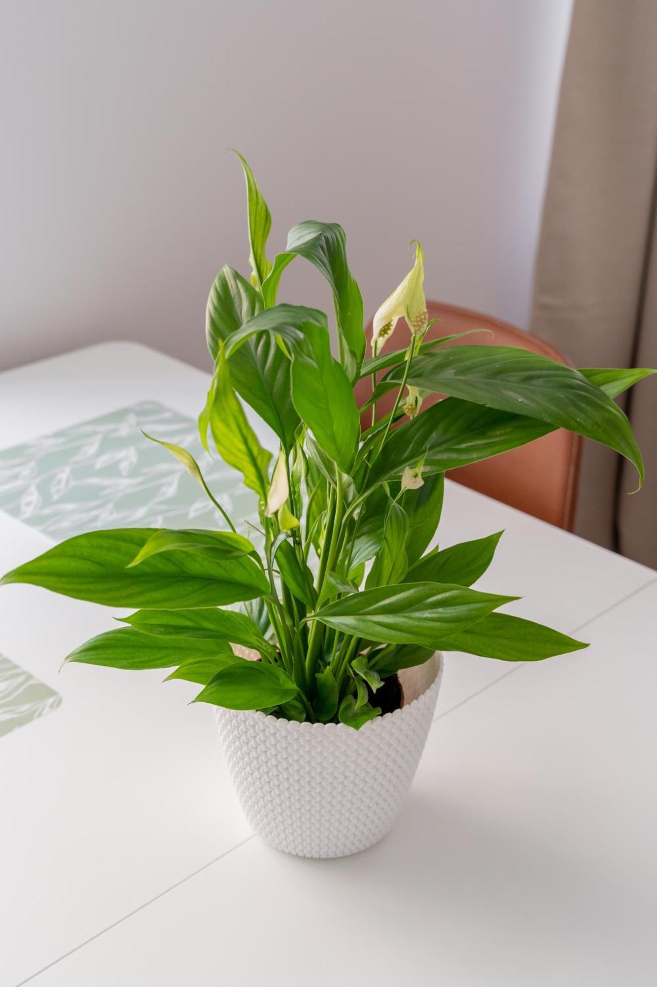 Spacious 1-Bedroom Apartment In The Heart Of Old Town Riga Luaran gambar